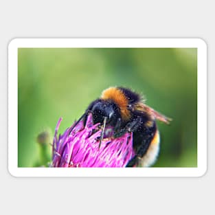 Bee on Thistle Sticker